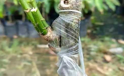 果树嫁接几年结果