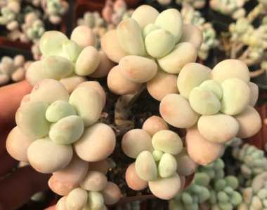 班级适合养什么花卉植物