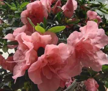 杜鹃花是先开花后长叶吗
