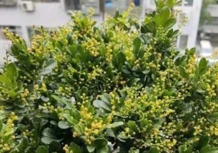 米兰花怕冷还是怕热