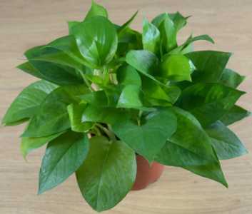 电脑桌上适合养什么花