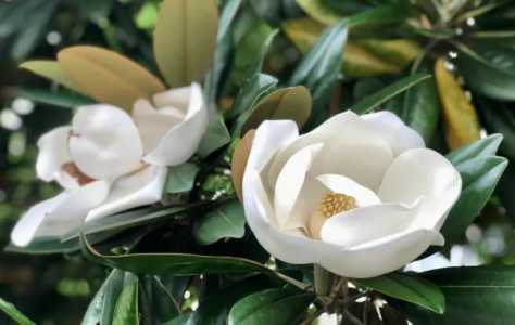 广玉兰是先开花后长叶吗