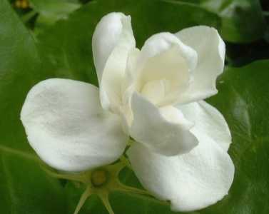 茉莉花可以插枝吗