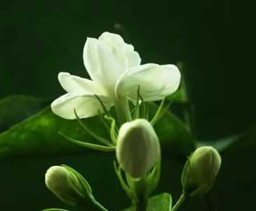 茉莉花期养护方法是什么