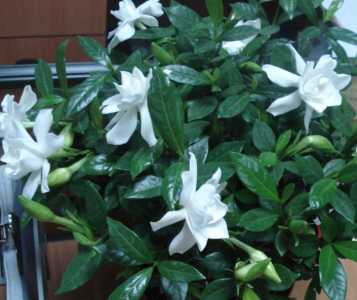 栀子花浇水要浇透吗
