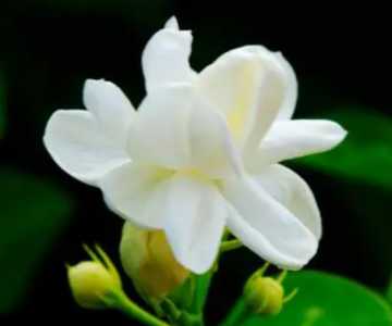 茉莉花怎么养才能开花多