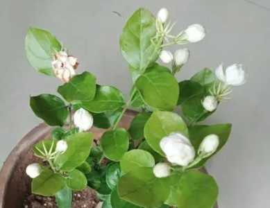 茉莉花是喜阳还是喜阴