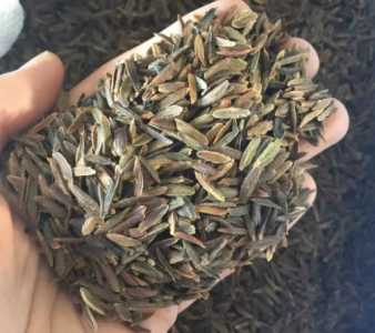 丁香种子多久发芽