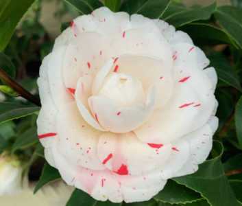 茶花是喜阳还是喜阴