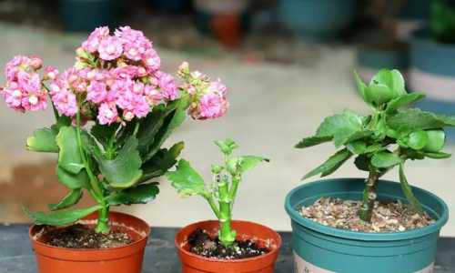 长寿花移盆后要浇水吗