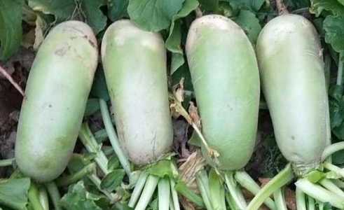 萝卜耐旱吗