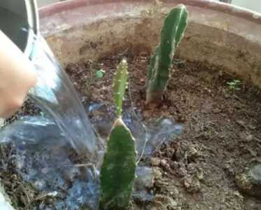 火龙果刚种要浇水吗