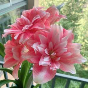 朱顶红花怎么养才能开花多