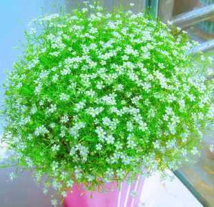 满天星多久浇一次水
