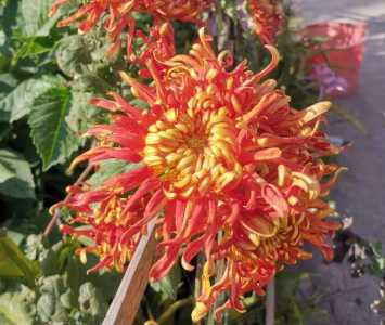 阿司匹林可以浇菊花吗