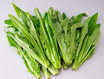 油麦菜种植时间 什么时候播种最好呢