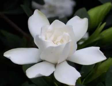 栀子花怎么养才长得好