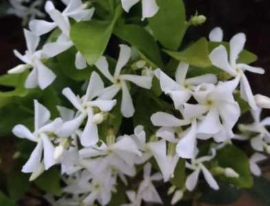 风车茉莉水浇多了怎么办