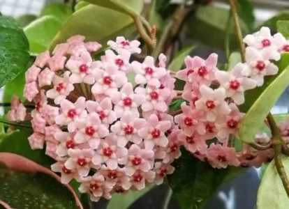 球兰花期养护方法 开花期间养殖要点