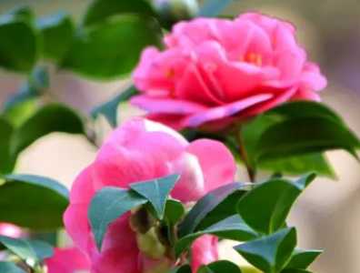 山茶花浇什么水好