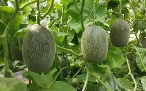 哈密瓜种植时间与生长期