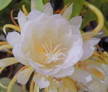 昙花浇什么水好