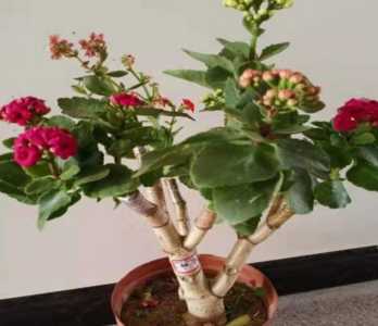 长寿花可以嫁接吗
