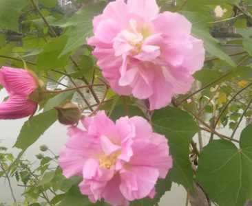 芙蓉花浇什么水好