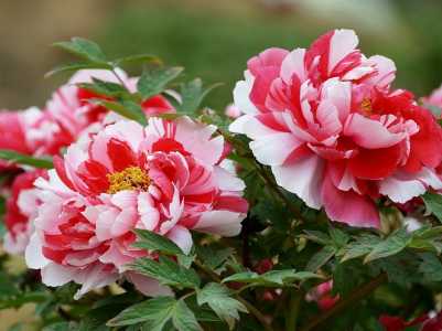 牡丹花浇什么水好