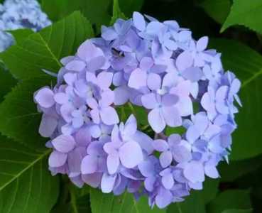 绣球花浇什么水好