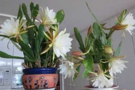 昙花什么时候分盆最合适