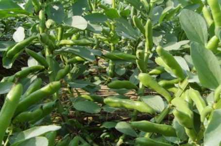 兰花豆种植时间 什么季节栽种最好
