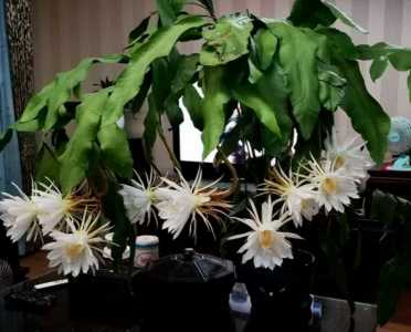 昙花浇水的正确方法 浇水原则及注意事项