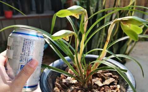 兰花可以浇啤酒吗