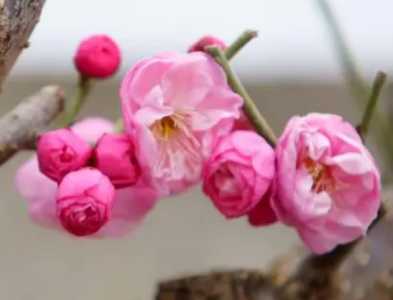 梅花什么时候嫁接成活率高
