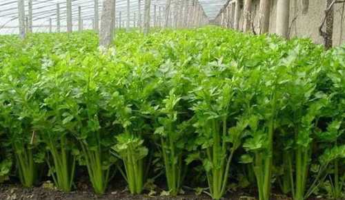 芹菜种植时间 什么时候栽种最好