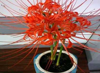 彼岸花怎么种 种植方法与注意事项