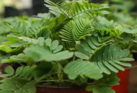 含羞草怎么种 栽种时间与方法