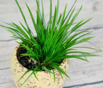 茶叶水可以浇菖蒲吗