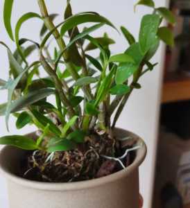 多菌灵可以浇石斛吗