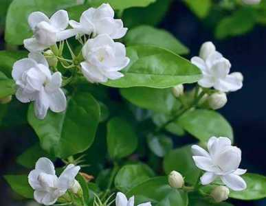 茉莉花浇什么水好