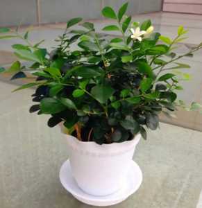 九里香怎么配土 种植土壤配制方法