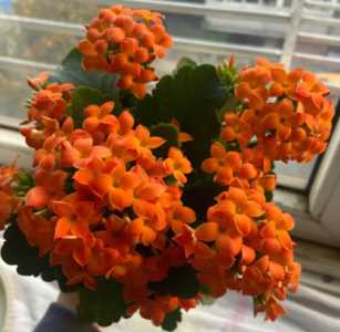 长寿花能浇硫酸亚铁吗