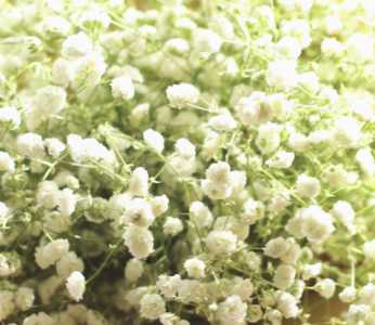 刚买的满天星怎么养护