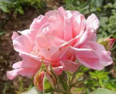 月季花浇水要浇透吗