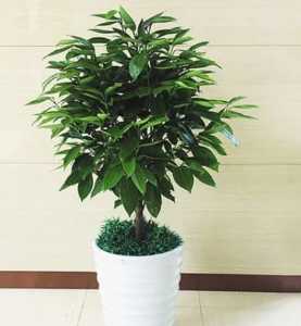 多菌灵可以浇平安树吗