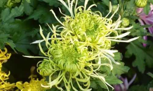 菊花喜光吗 喜阴还是喜欢阳光