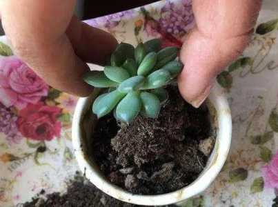 多肉换盆后多久浇水一次