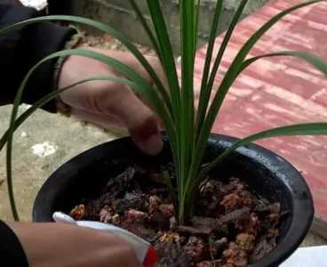 兰花换盆后多久浇水一次