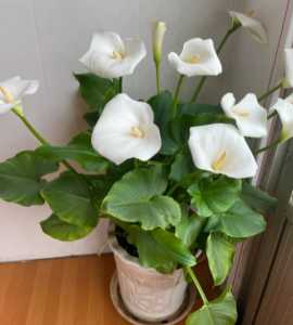 马蹄莲花谢后怎么处理 花谢后养护方法